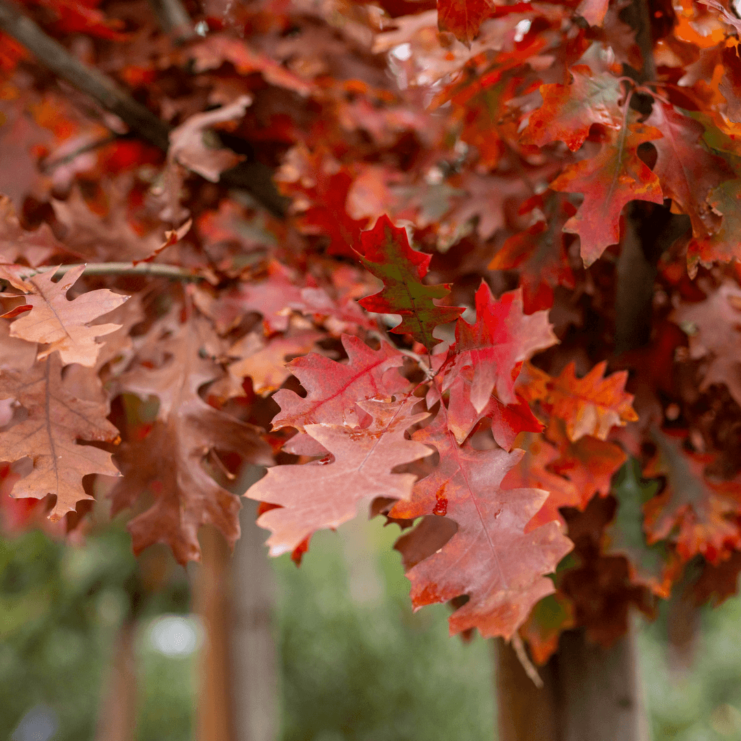 Shumard Oak Fall Color Close Up