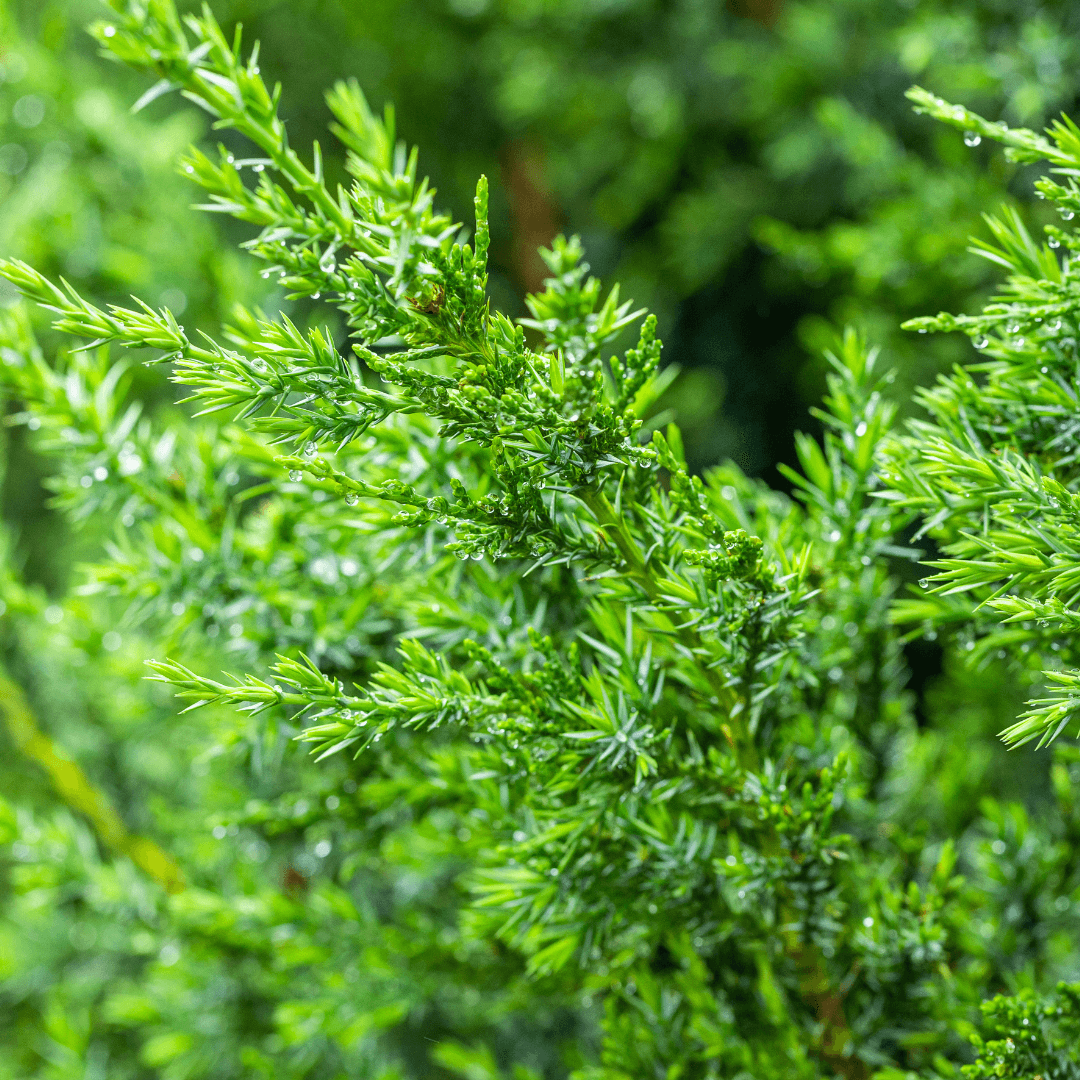 Star Power Juniper Close Up