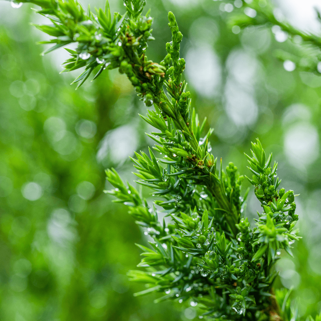 Star Power Juniper Close Up