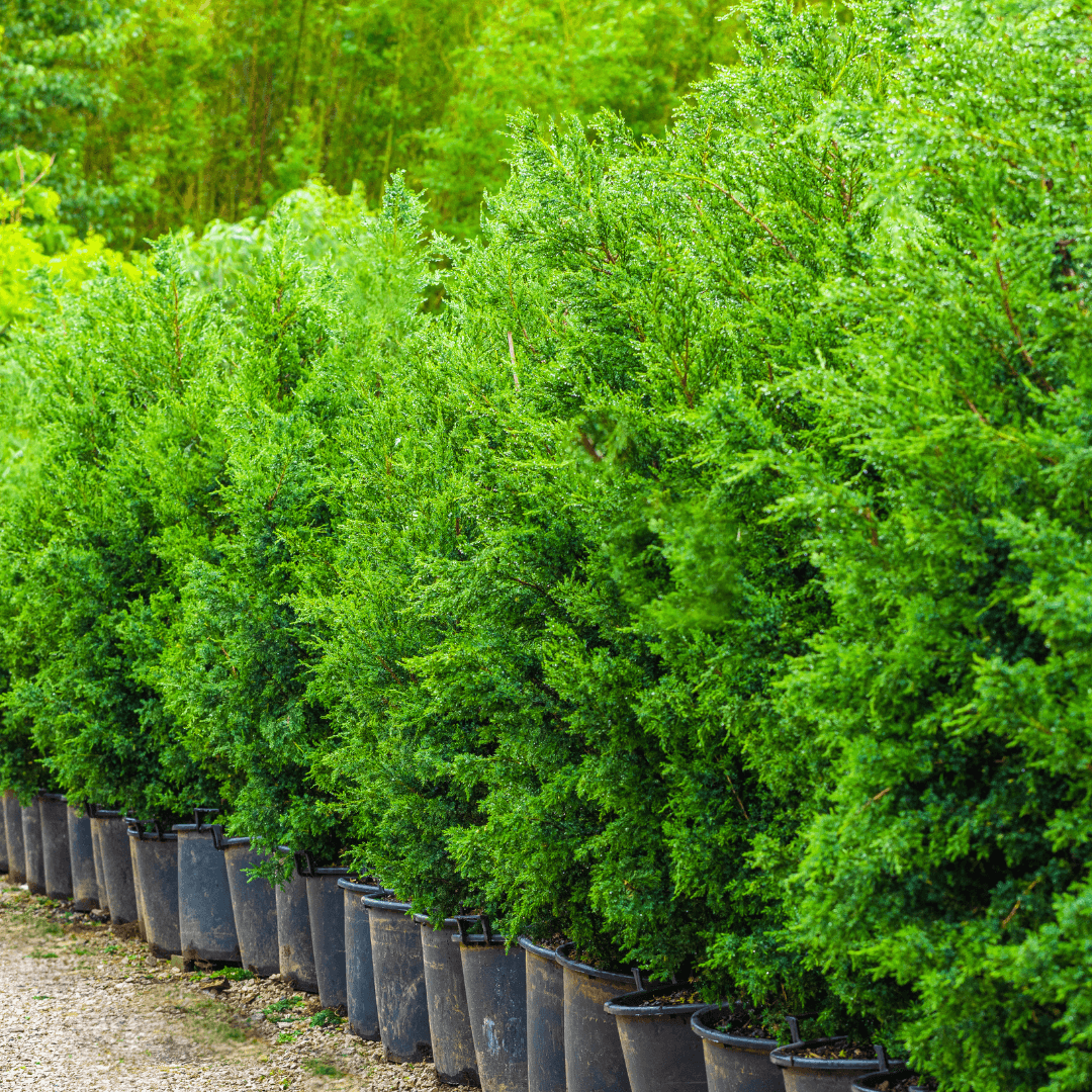 Star Power Juniper Trees