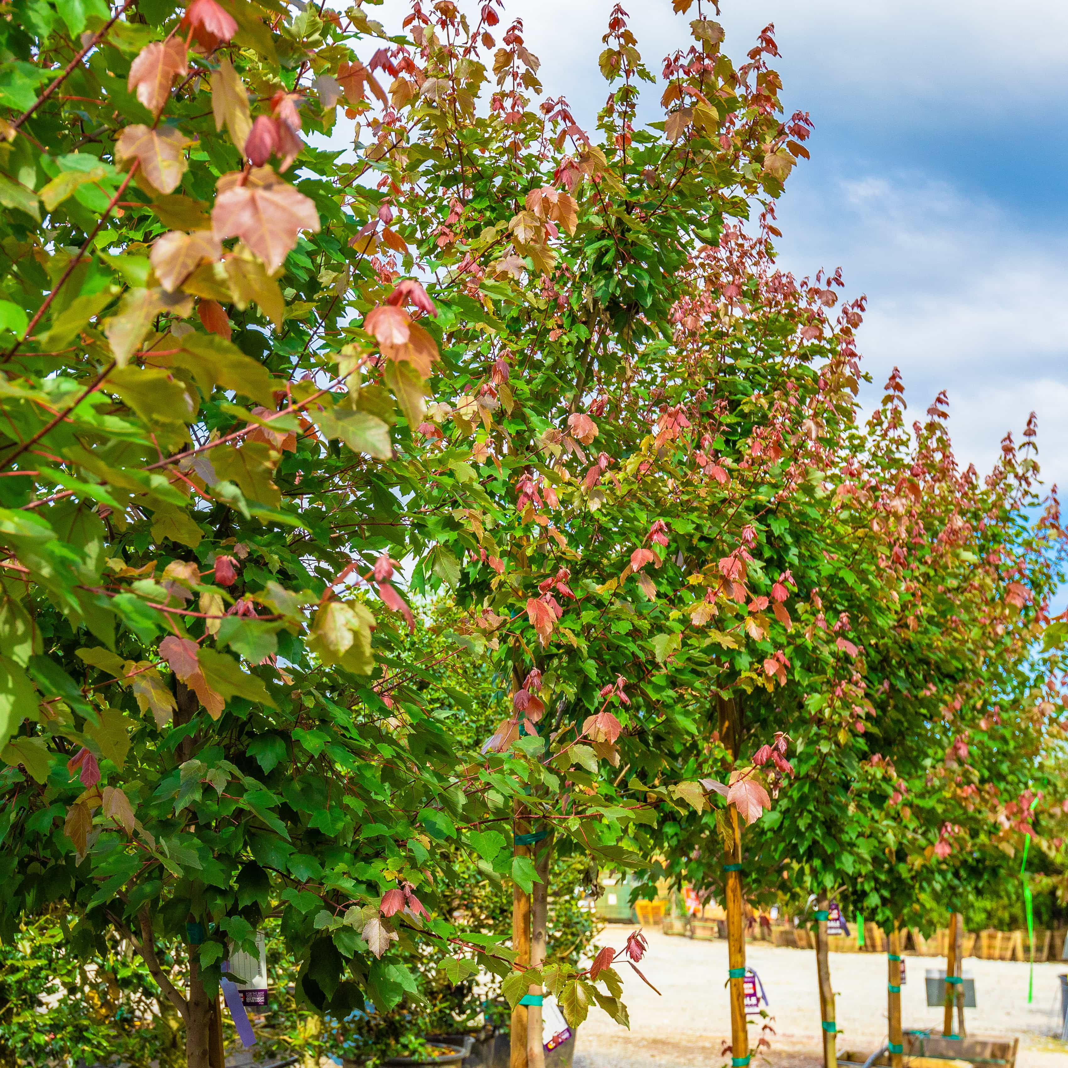 Summer Red Maple