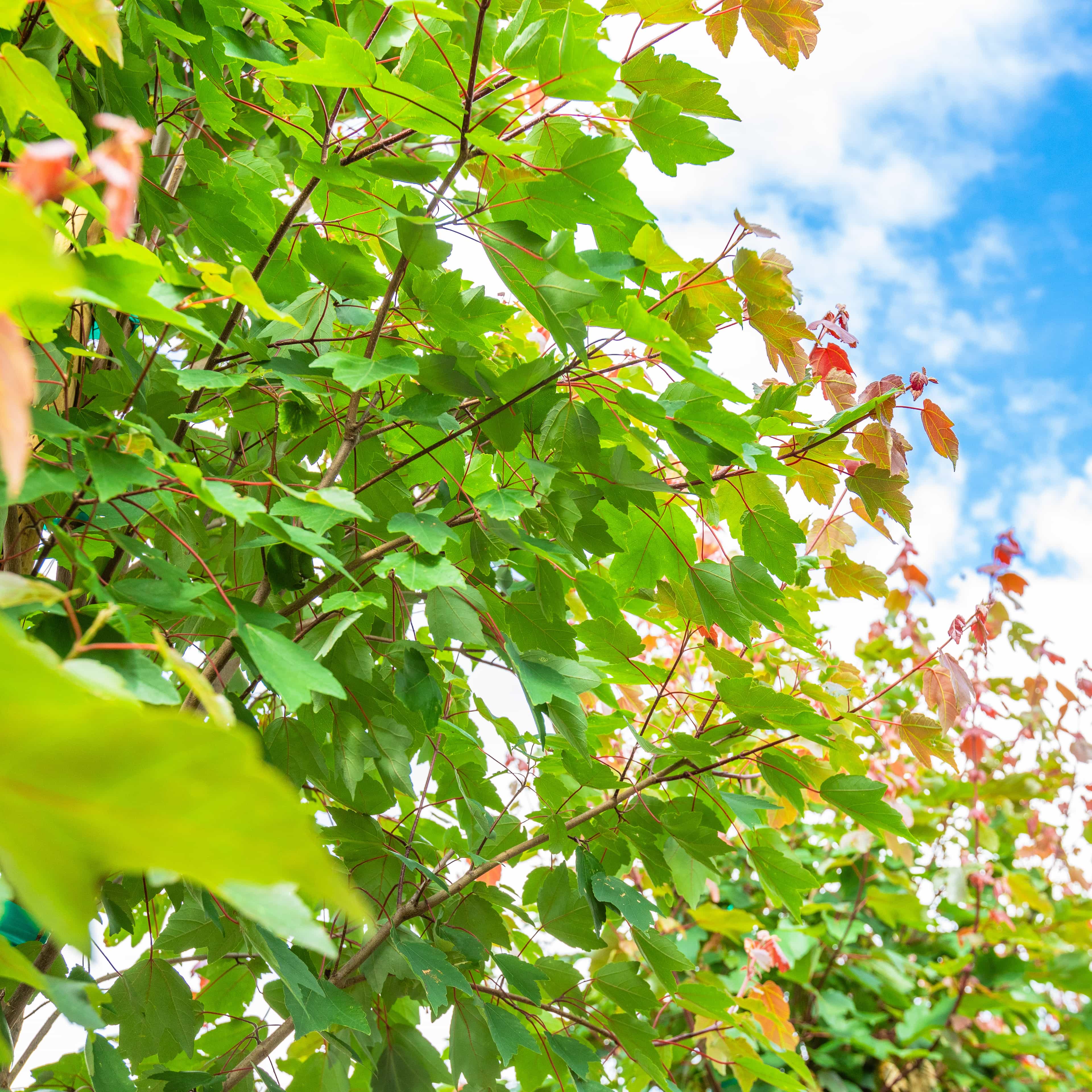 Summer Red Maple