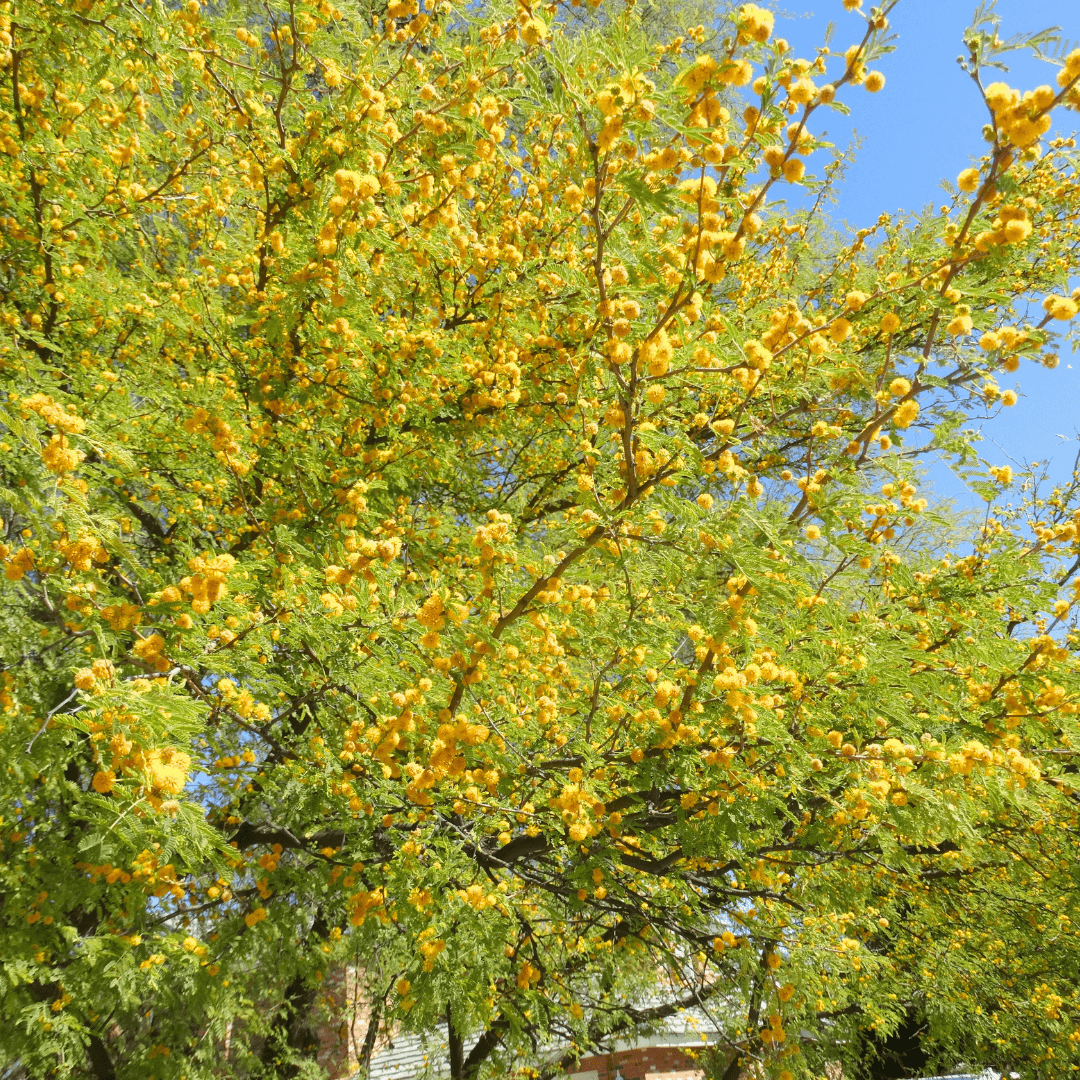 Sweet Acacia Blooms