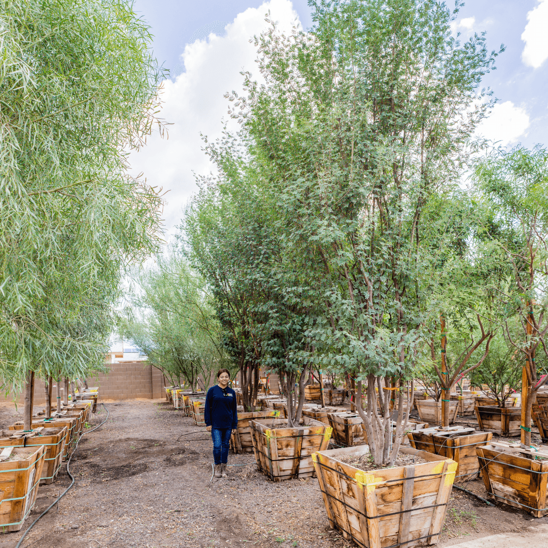 Sweet Acacia Trees