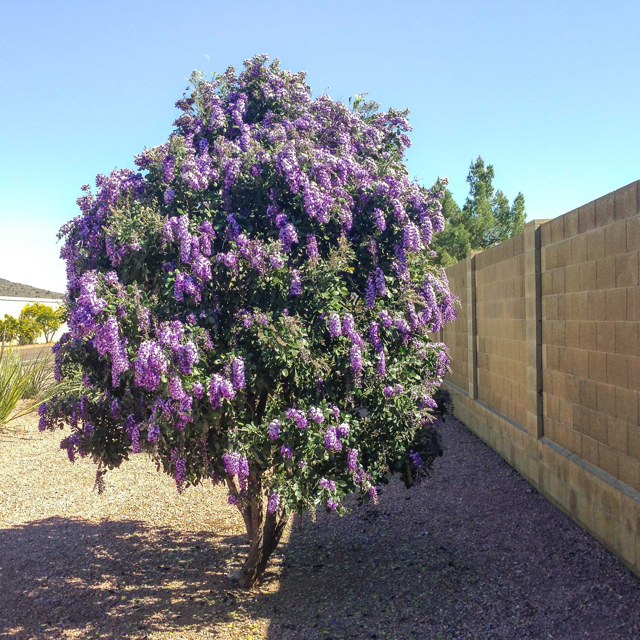 Texas Mountain Laurel