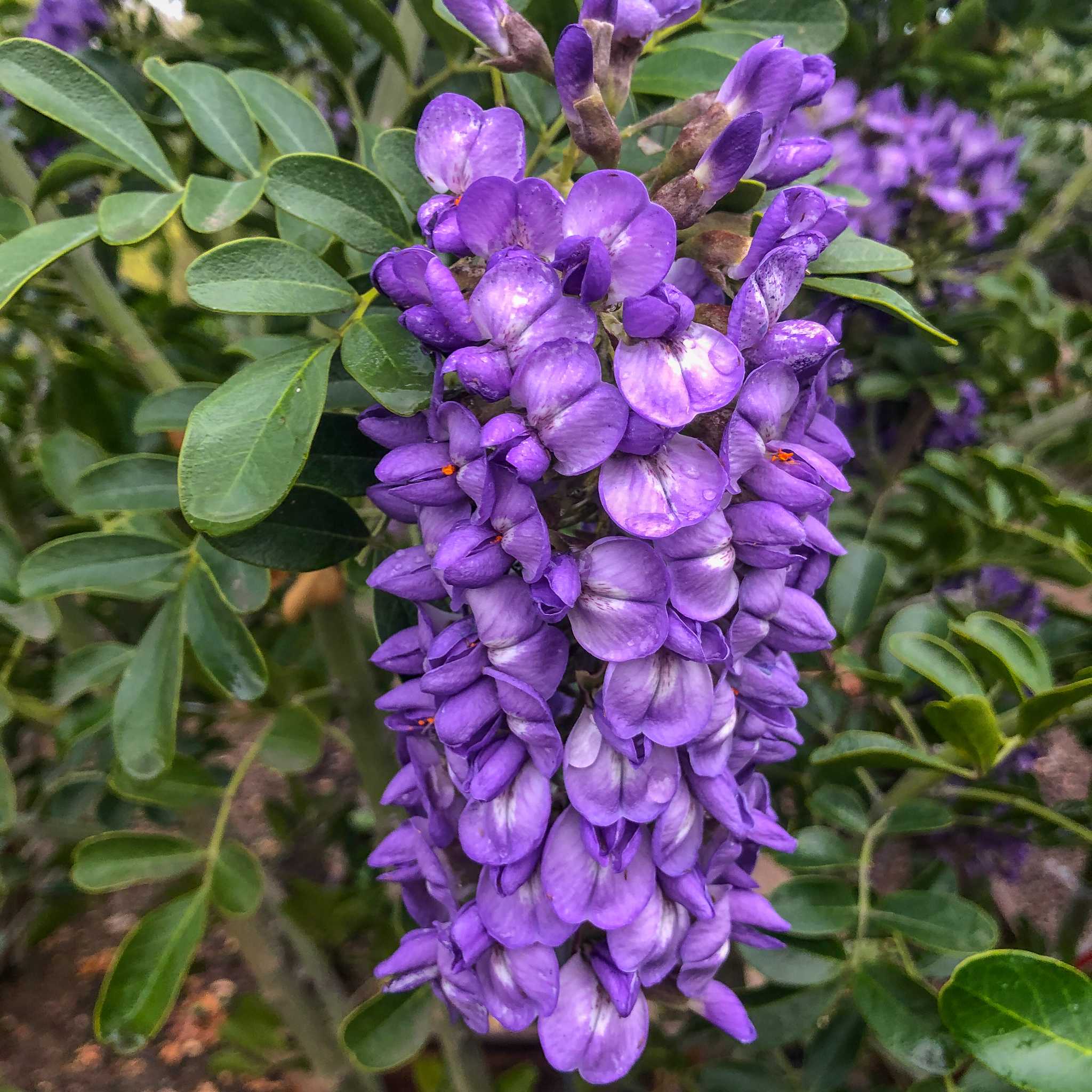 Texas Mountain Laurel 