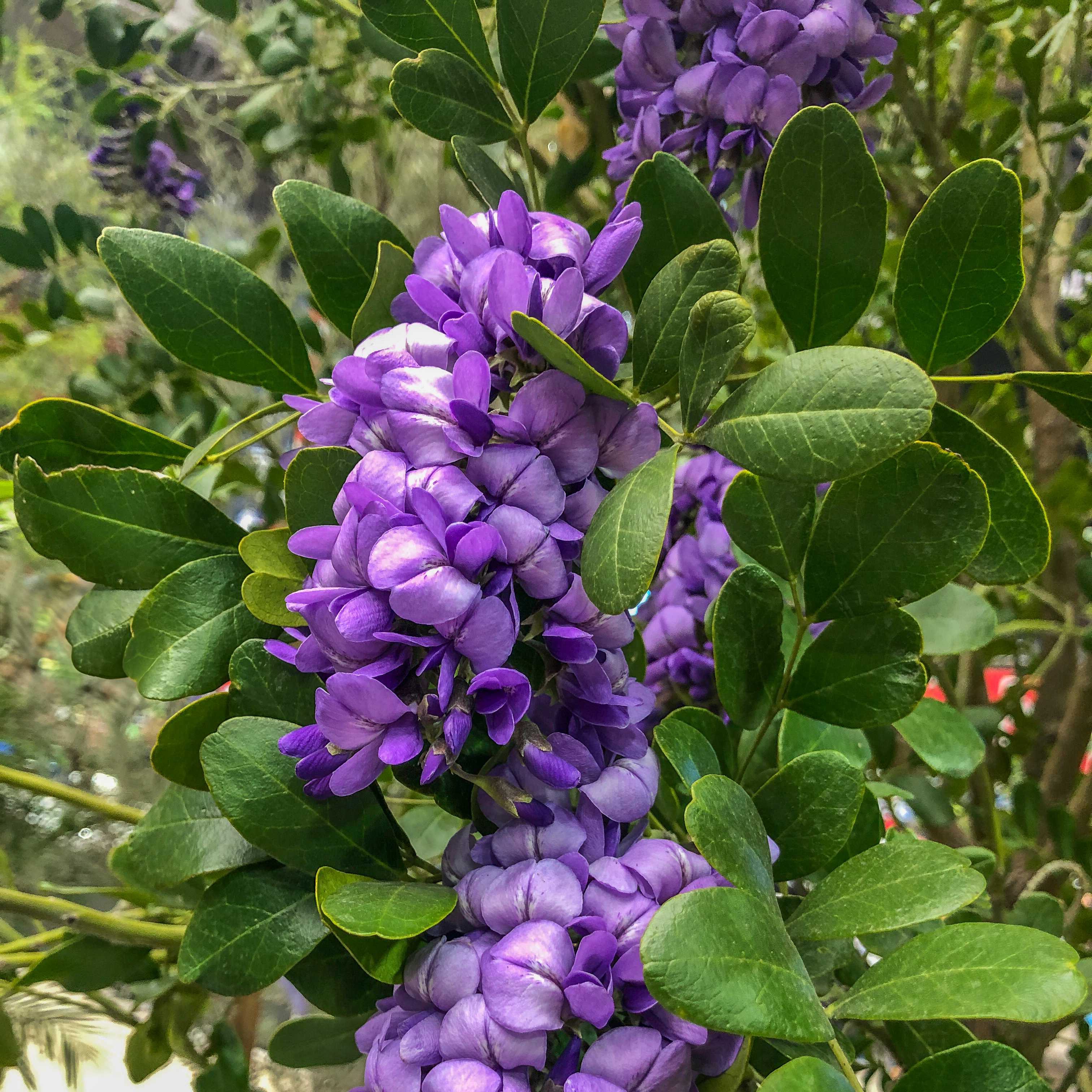 Texas Mountain Laurel