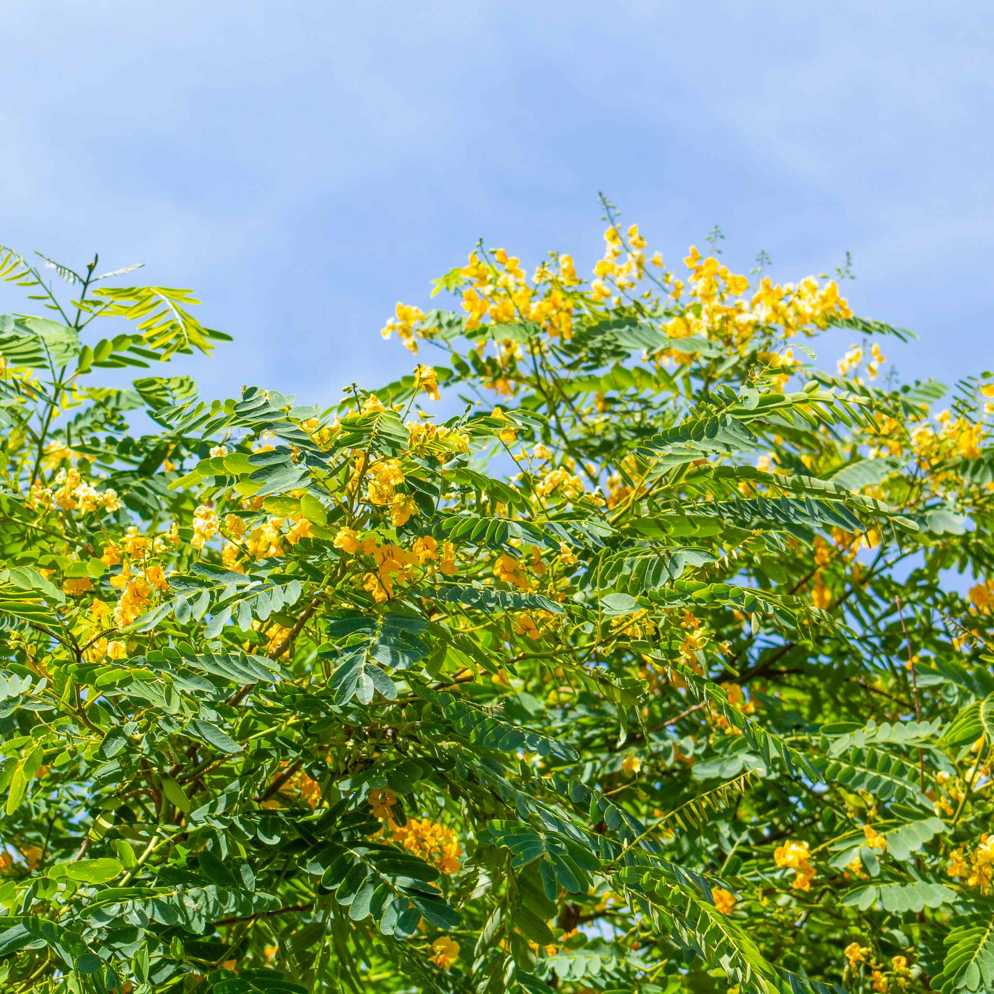 Moon Valley Nurseries Tipu flowers