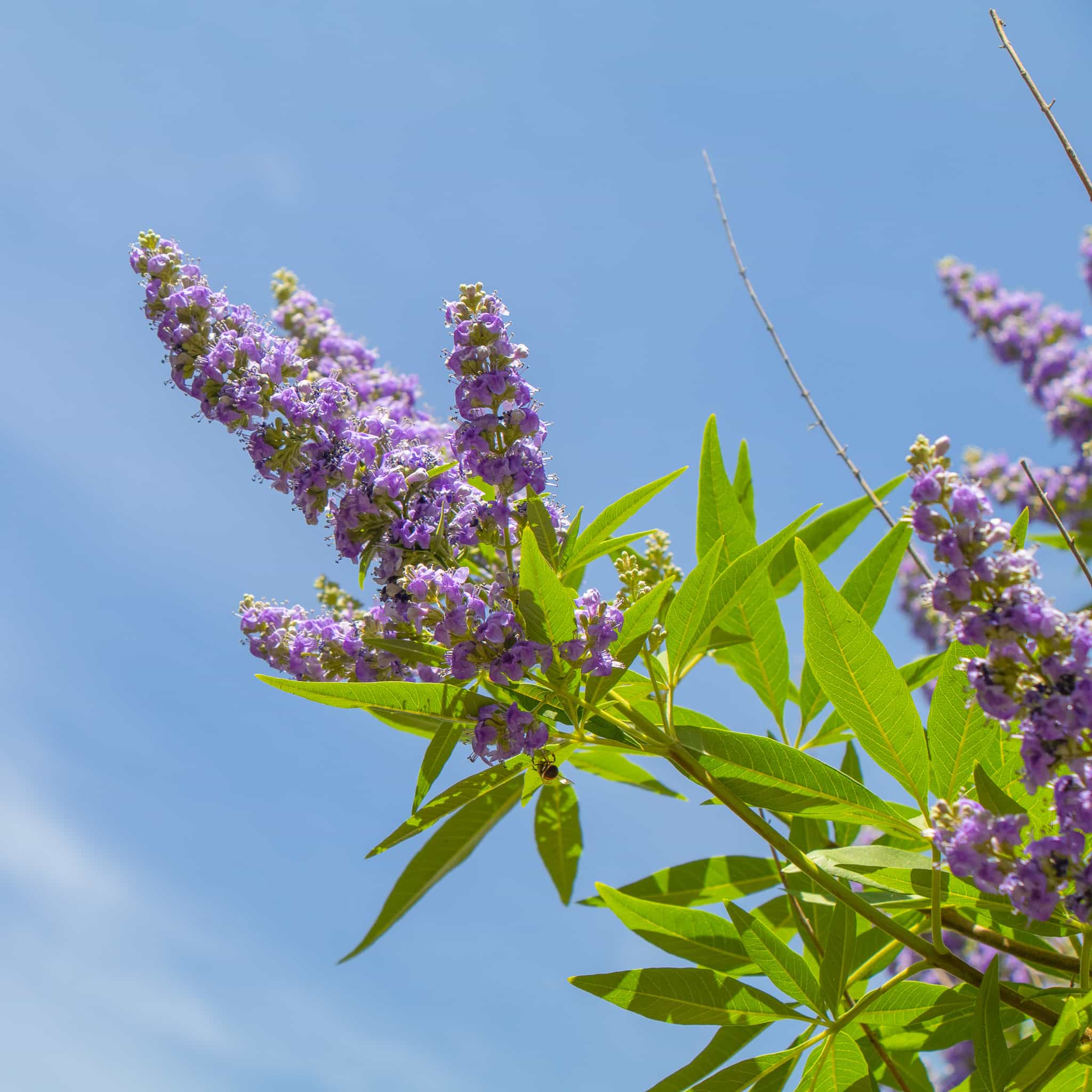 Vitex bloom