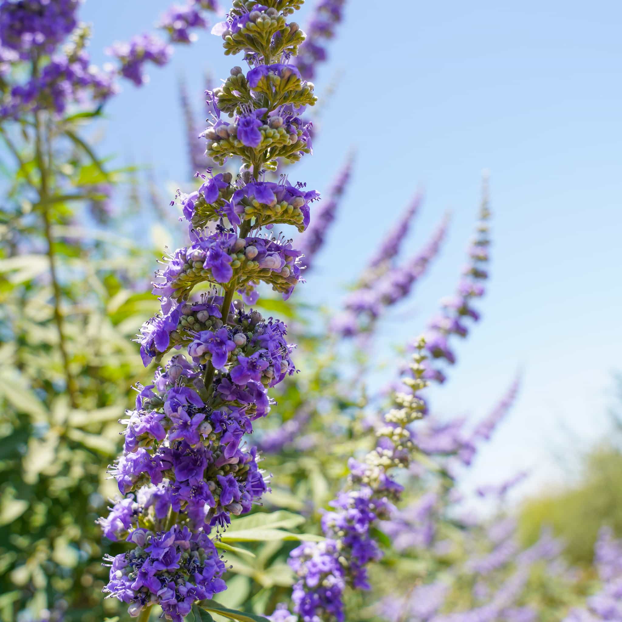 Vitex flower