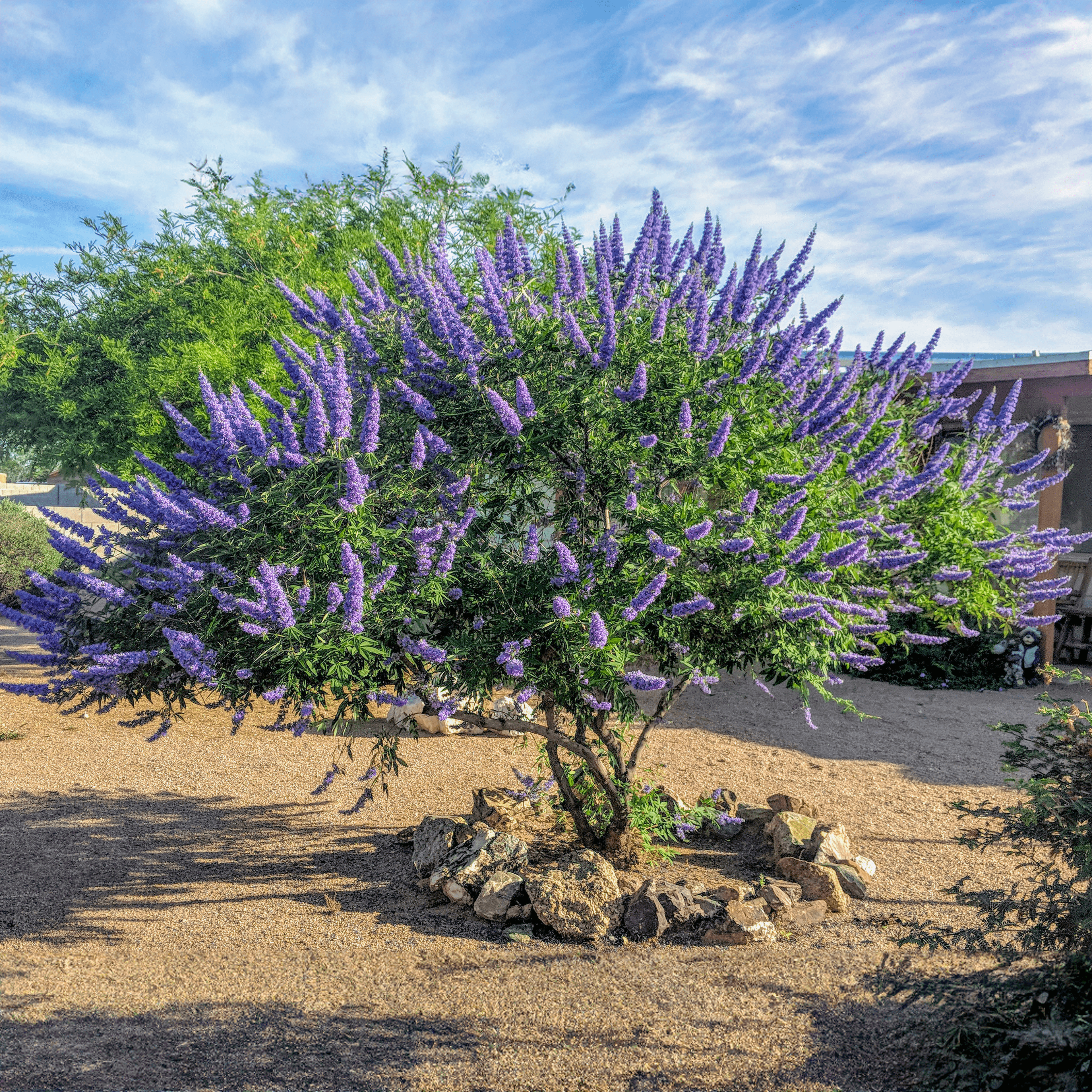 Vitex Landscape