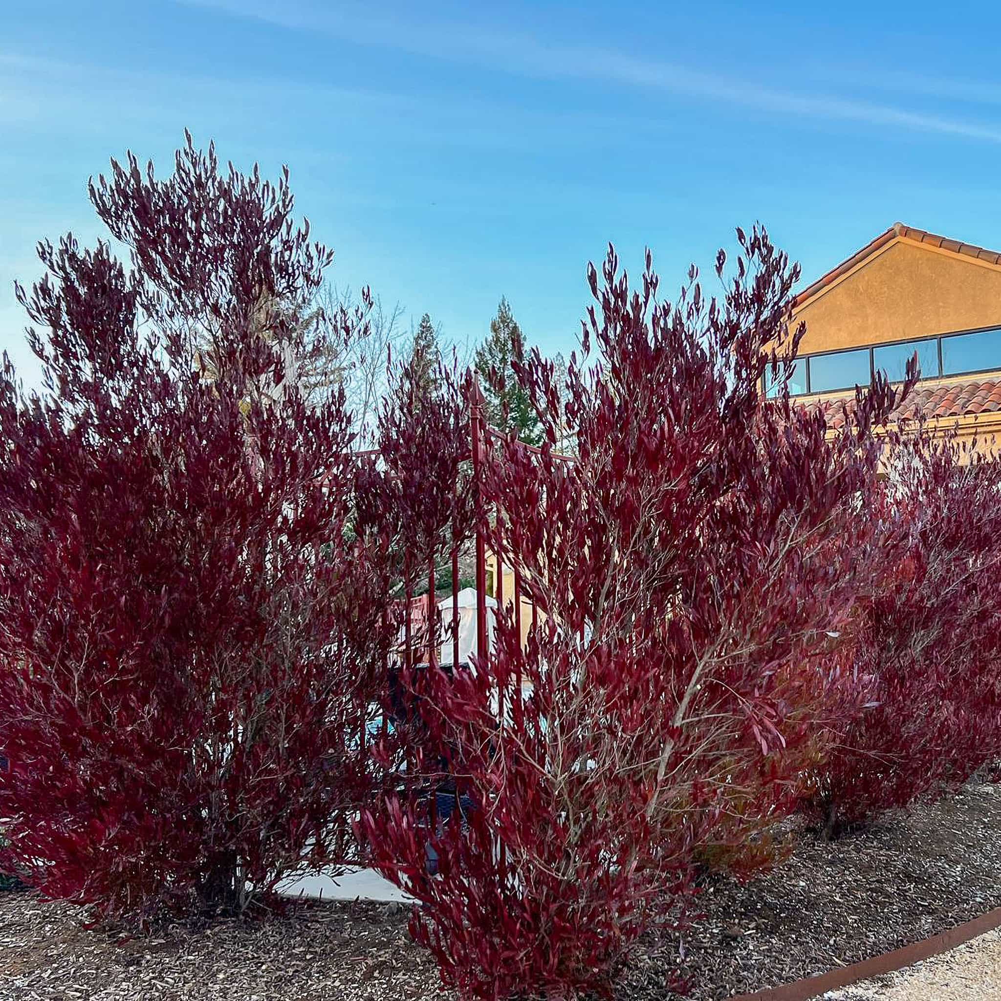 Purple Hopseed in a landscape