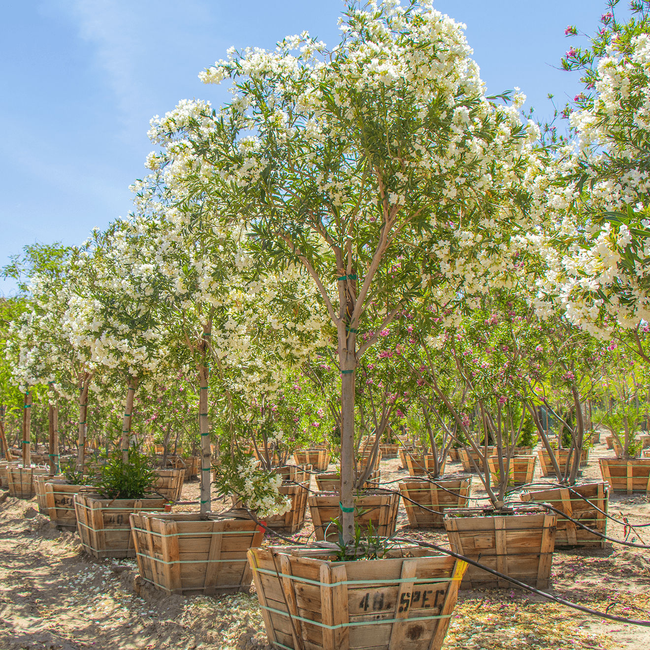 White oleander tree