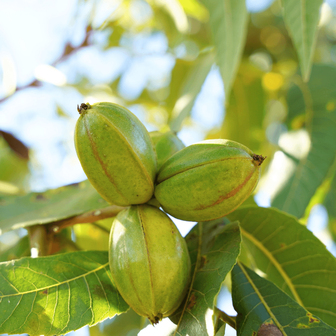 Wichita Pecan