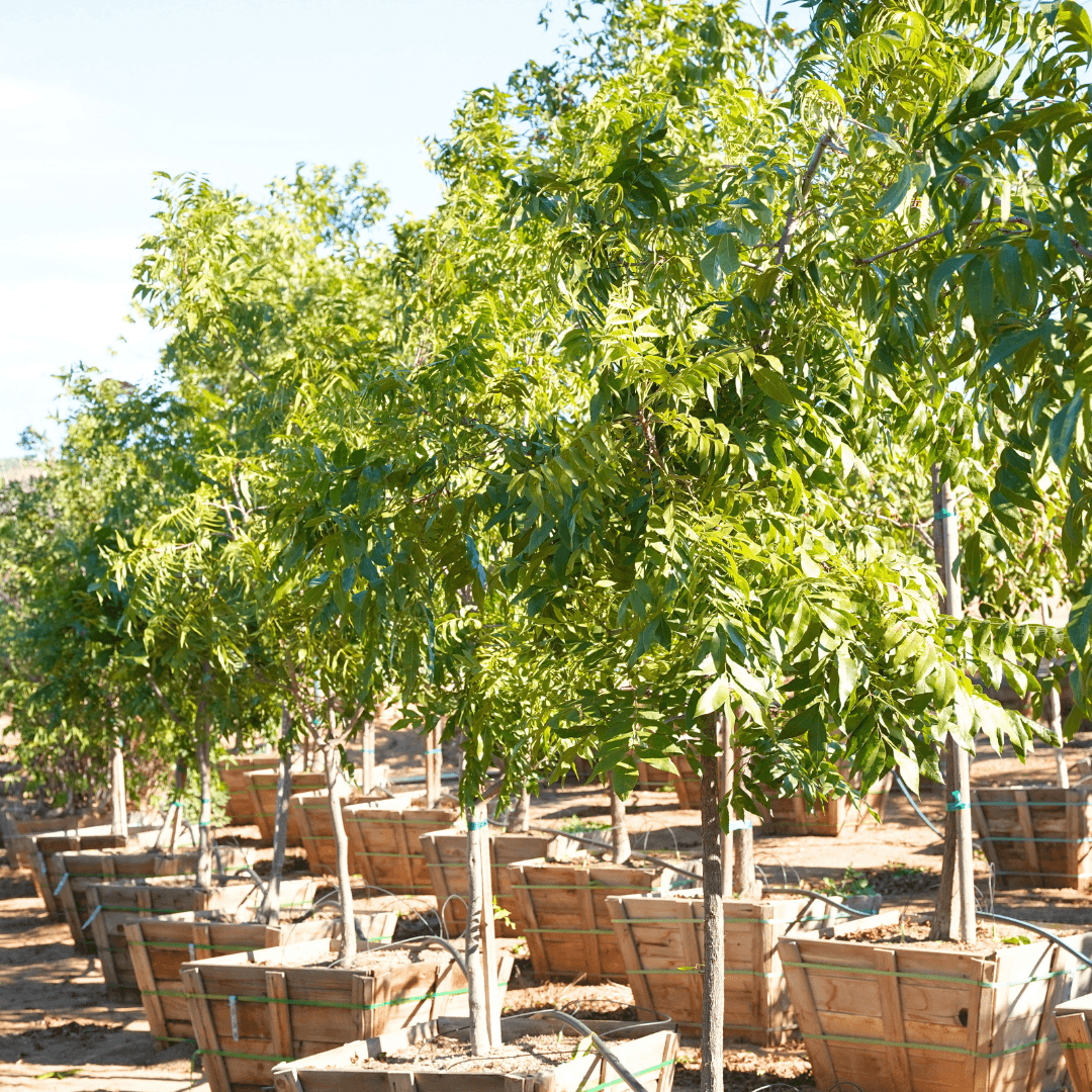 Wichita Pecan Trees