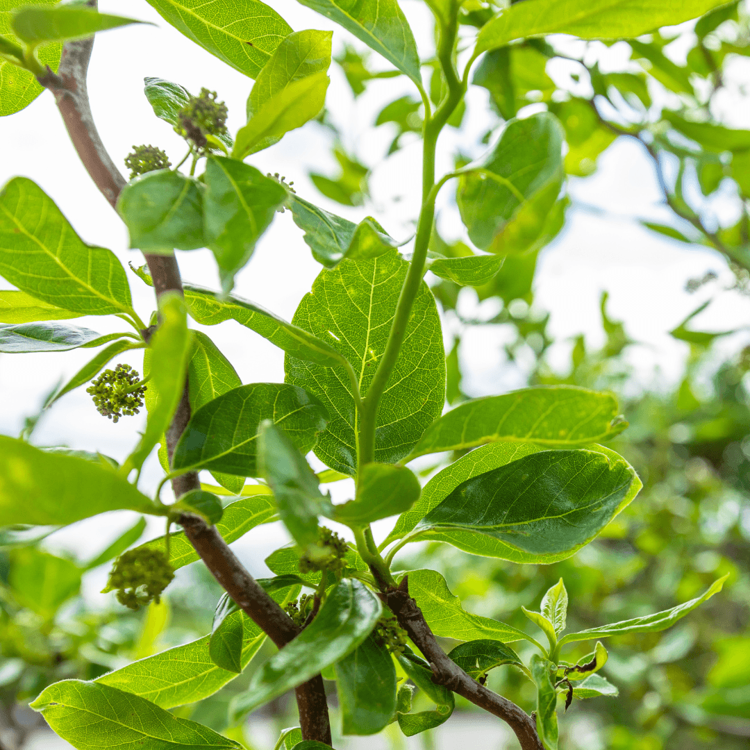 Zydeco Twist Black Gum Foliage