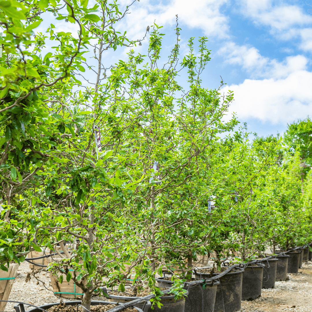 Zydeco Twist Black Gum Tree Row