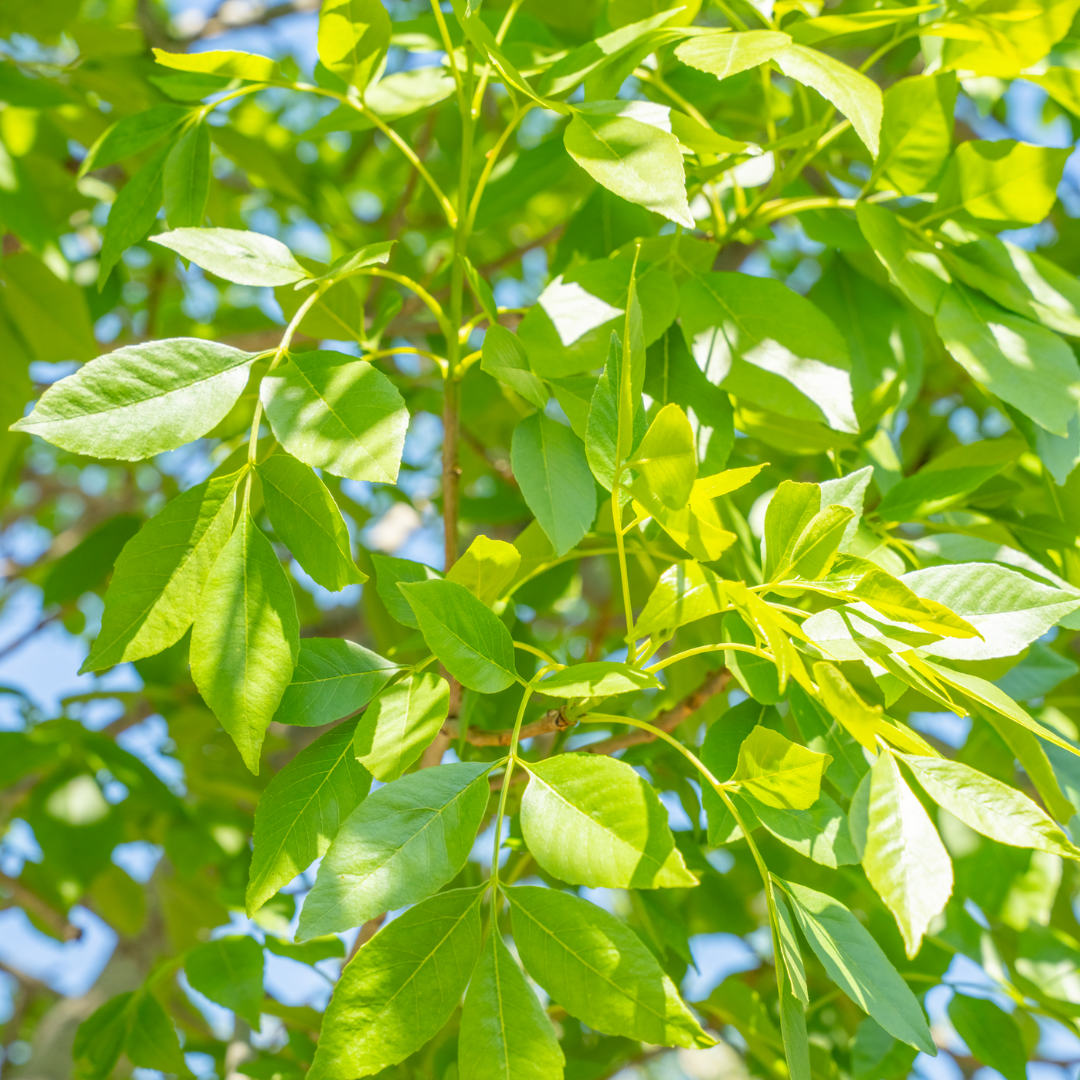 Arizona Ash Foliage