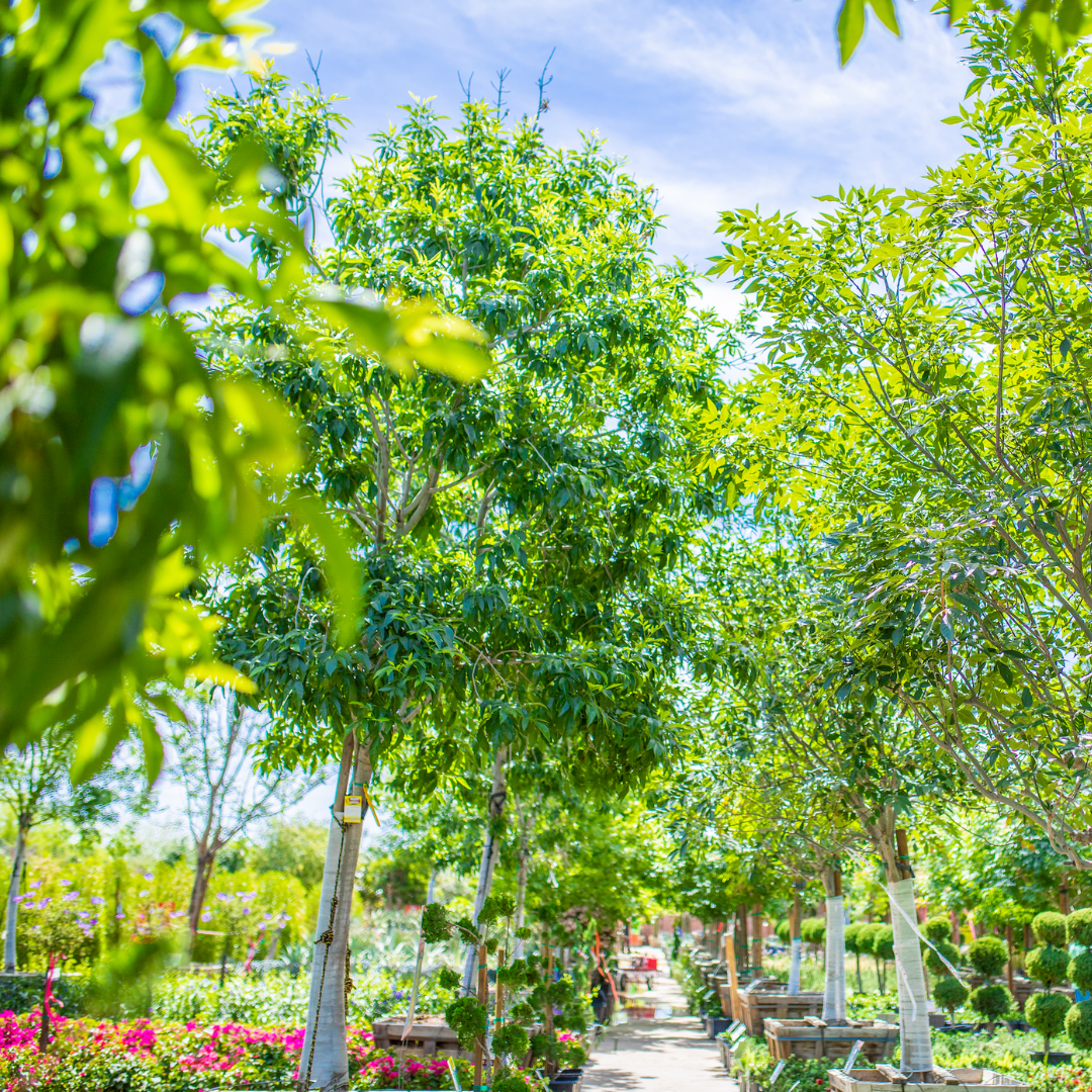 Arizona Ash Tree