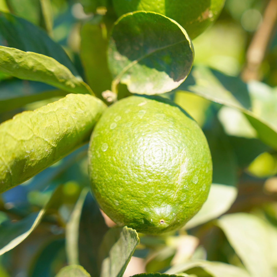 Bearss Lime On Tree