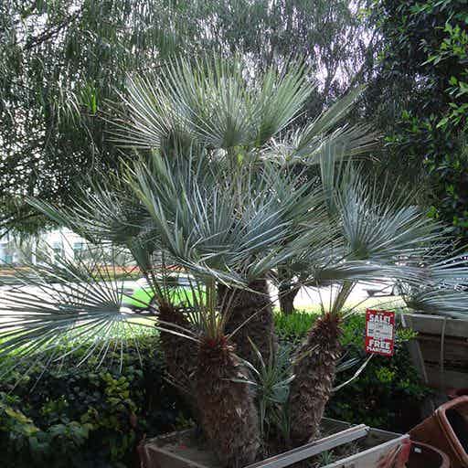 Blue Mediterranean Fan Palm