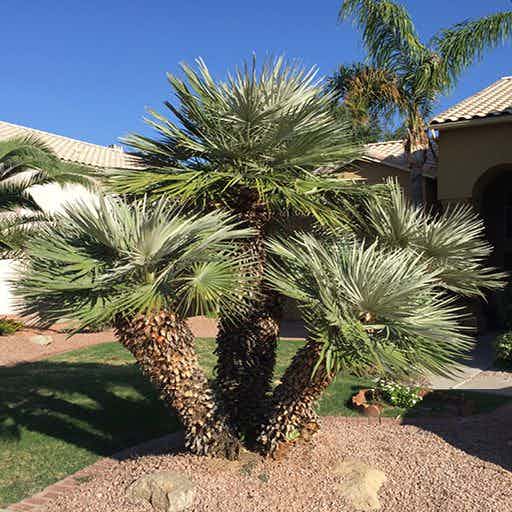 Blue Mediterranean Fan Palm in a landscape
