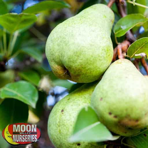 Bartlett Pear fruits