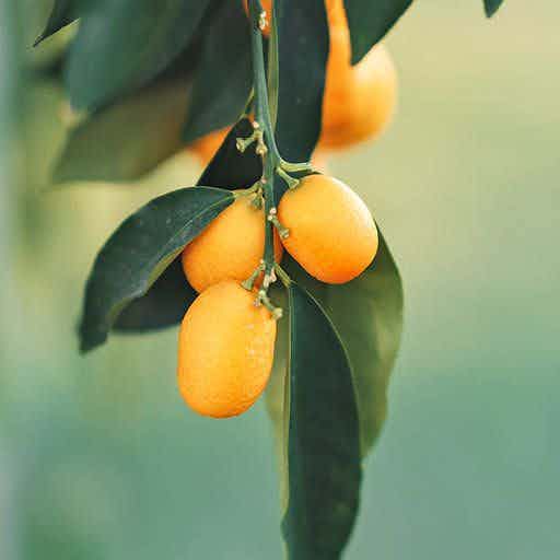 Calamondin fruit hanging on tree.
