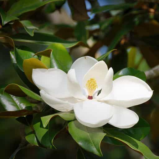 Claudia Wannamaker Magnolia bloom.