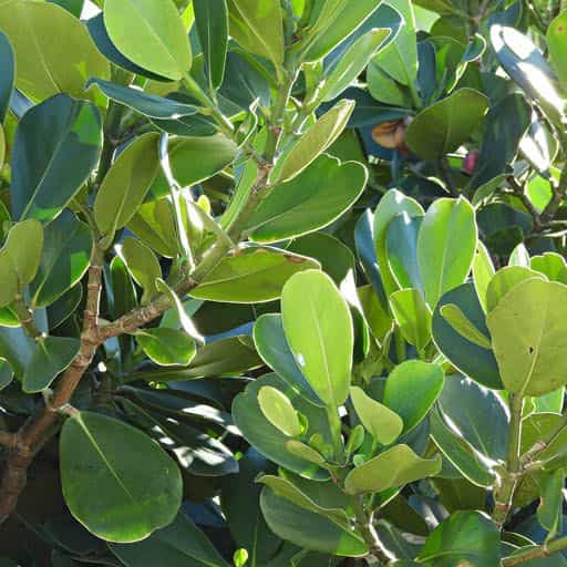 Clusia tree foliage close up.