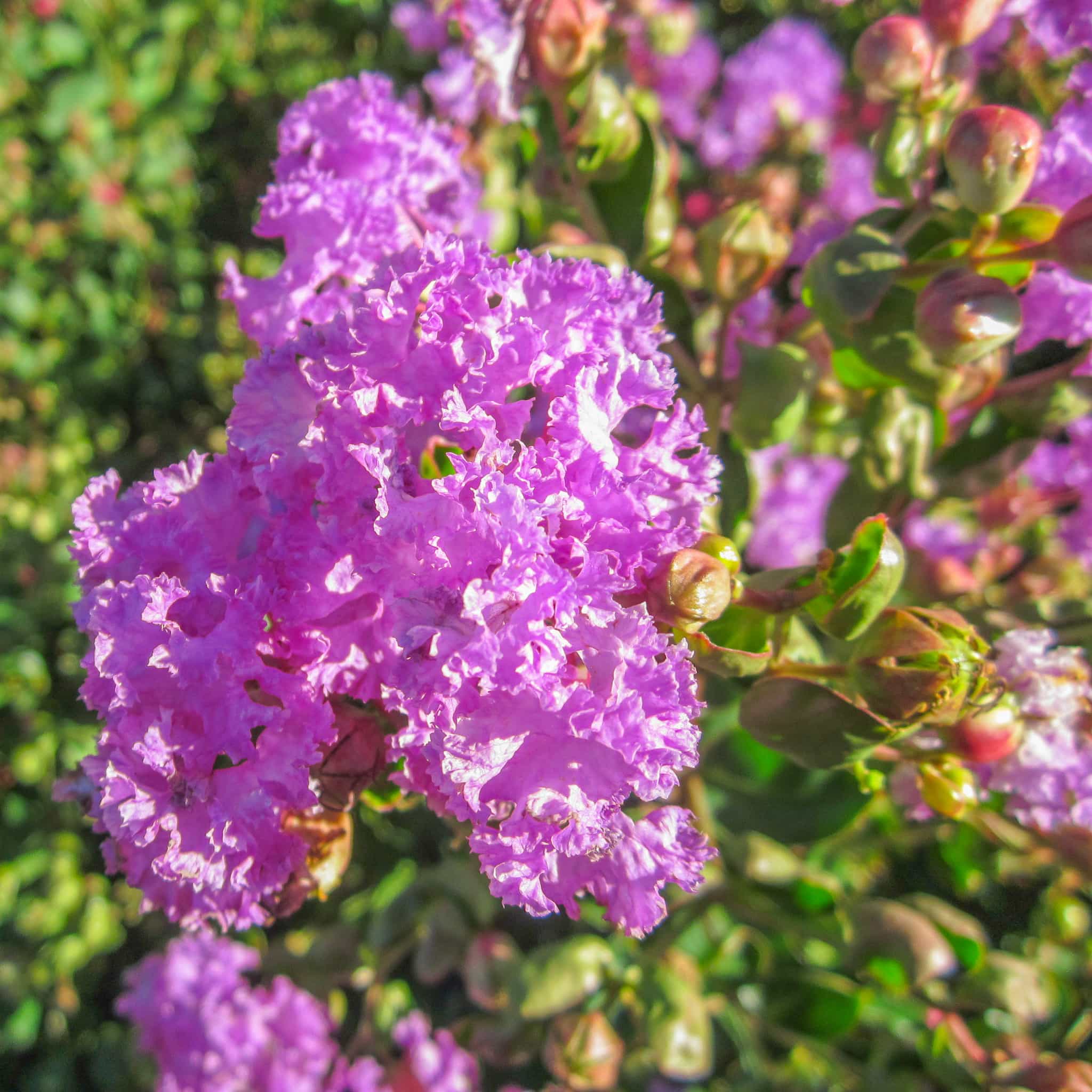 Catawba Crape Myrtle flower