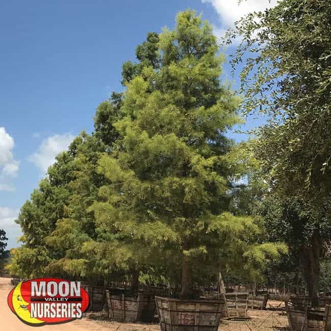 Bald Cypress in nursery row