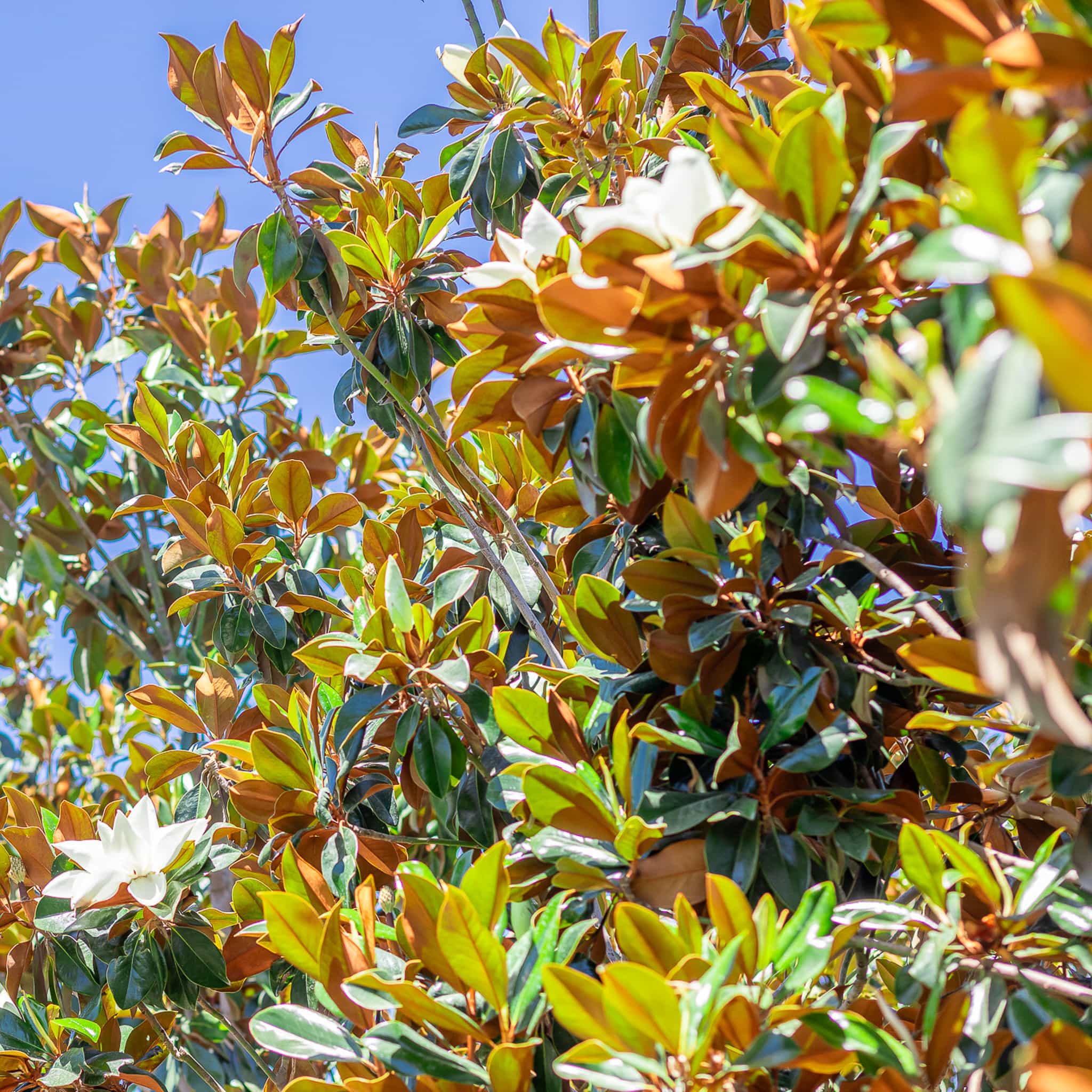 Magnolia 'D.D. Blanchard' Specimen