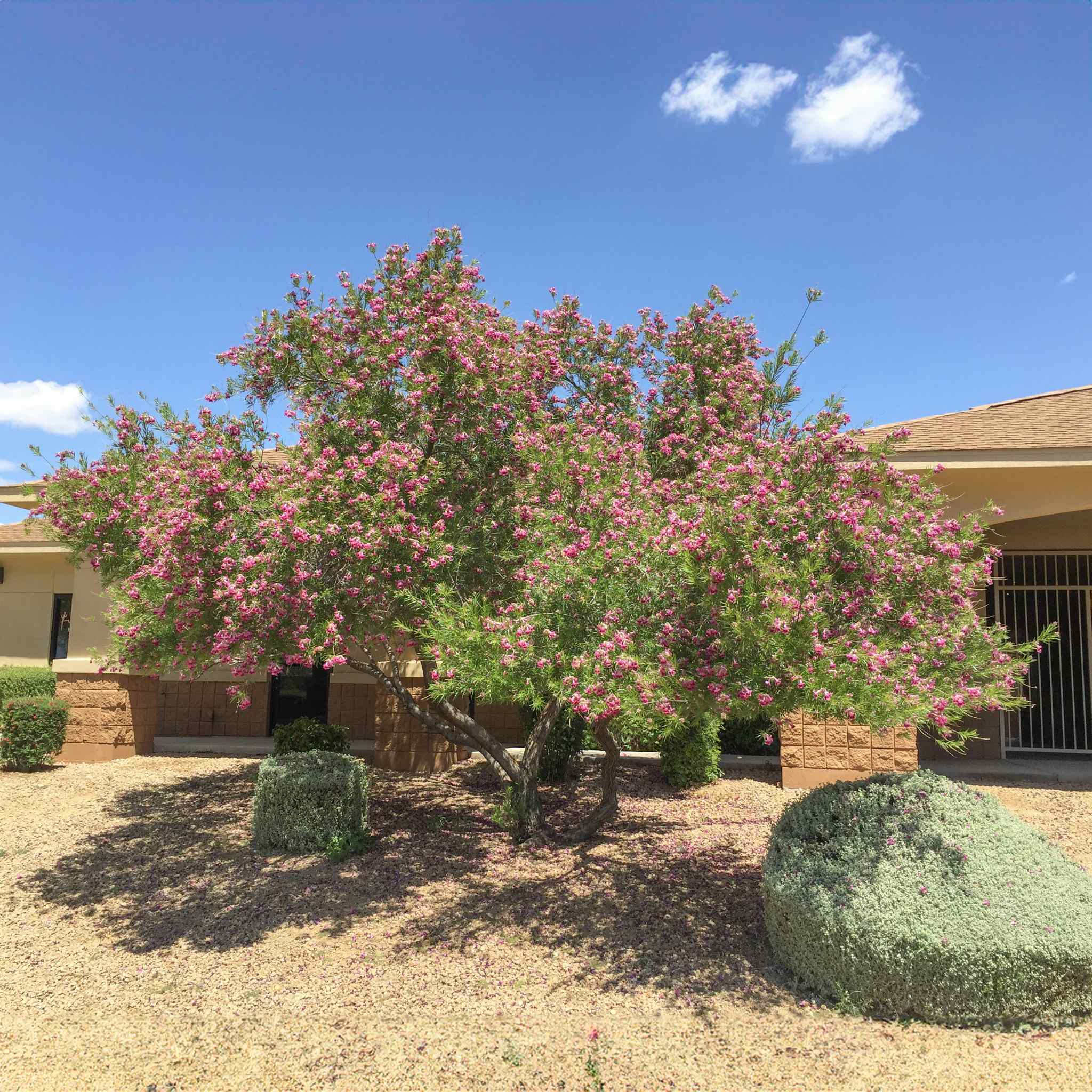 Desert willow