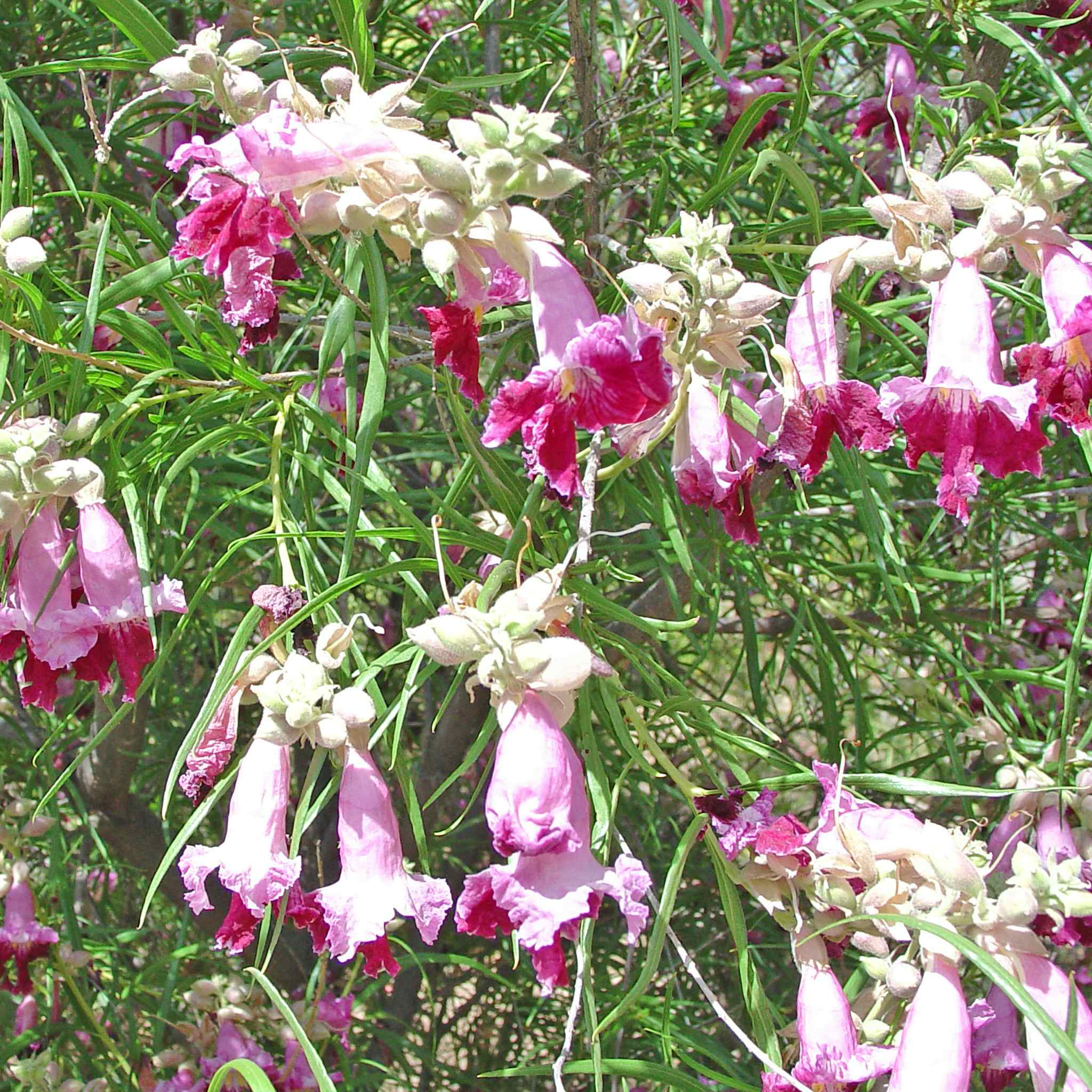 Desert willow