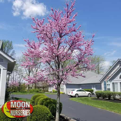 Eastern Redbud flowering in yard