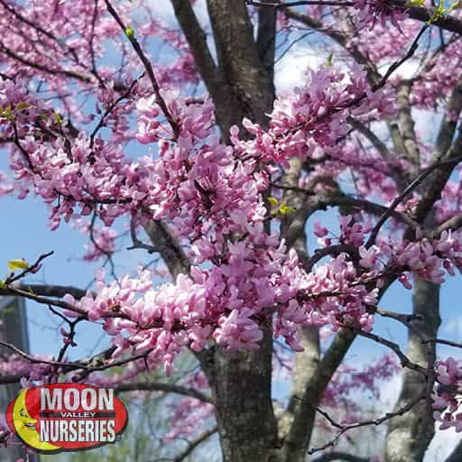 Easterns Redbud flowers