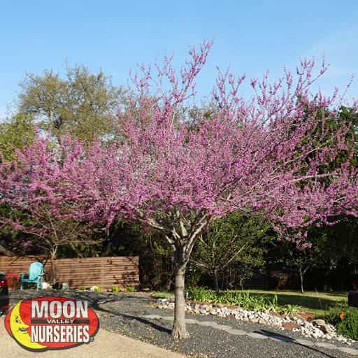 Eastern Redbud flowering in yard