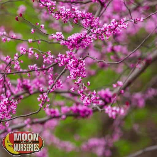 /f/o/forest pansy redbud – 3_1.jpg