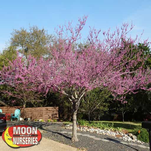 Forest Pansey Redbud in landscape