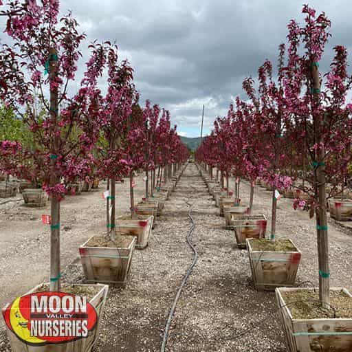 Forest Pansey Redbud in the nursery