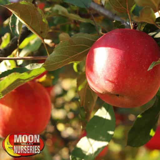 Gala Apple close up on tree