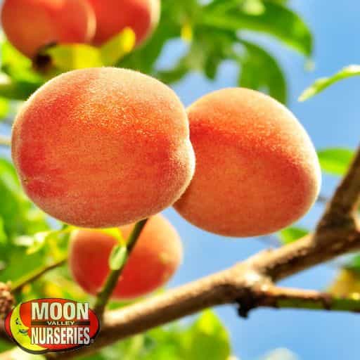 Gold Variety Peach