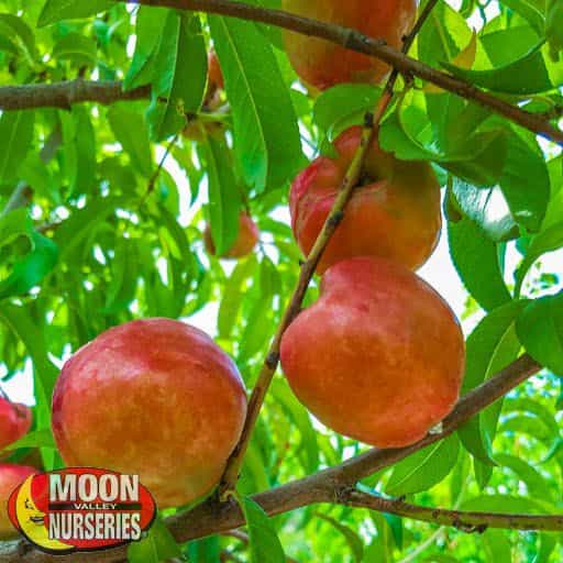 Goldmine Nectarine Fruits