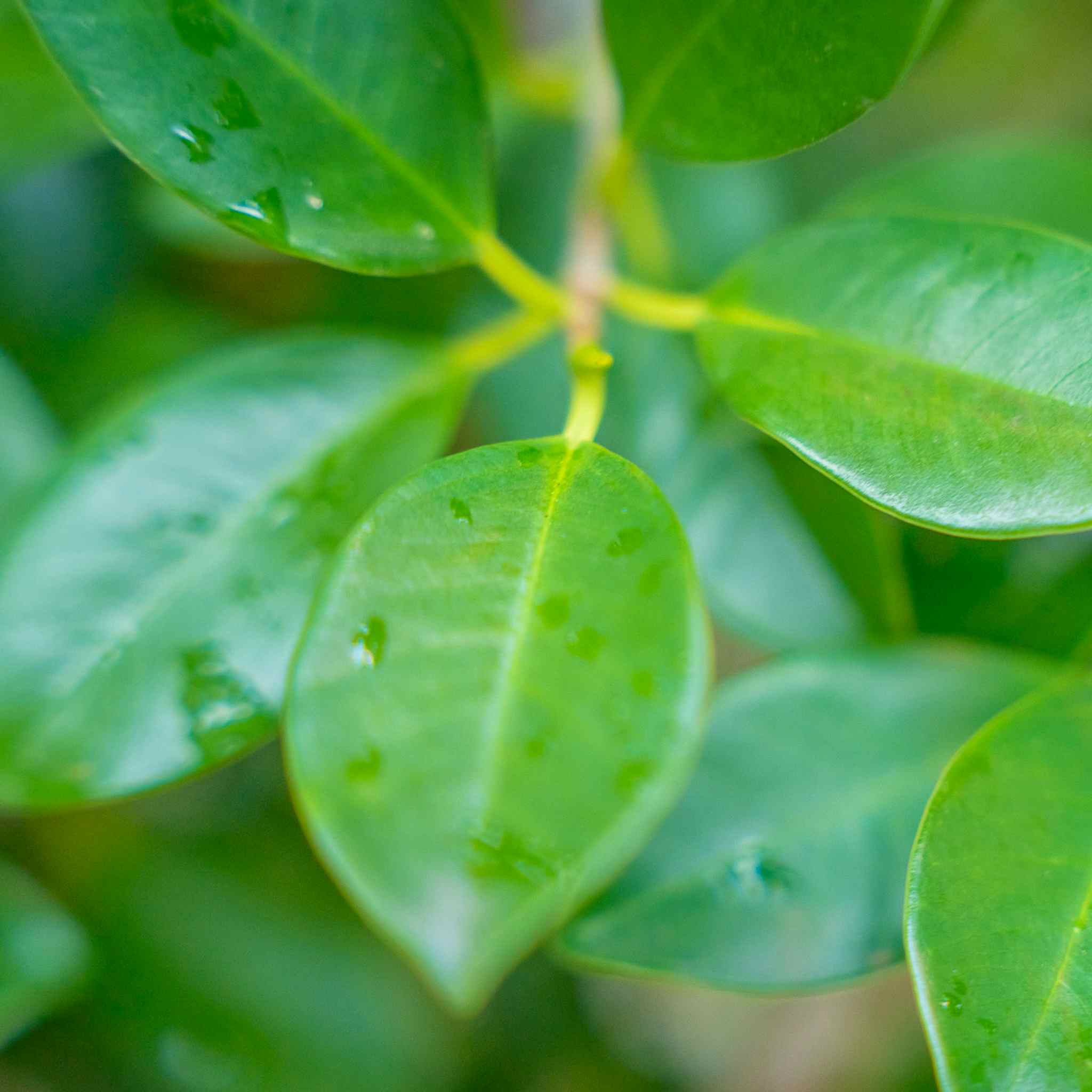 green gem ficus leaves