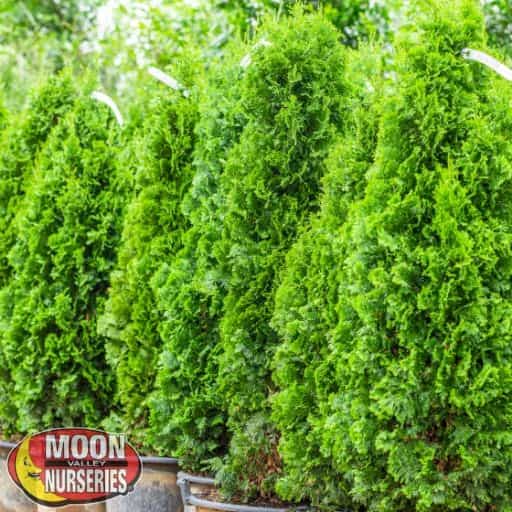 Green Giant Arborvitae in the grow yard