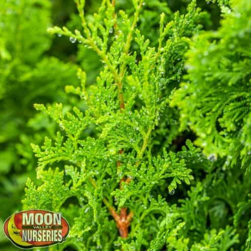 Green Giant Arborvitae close up