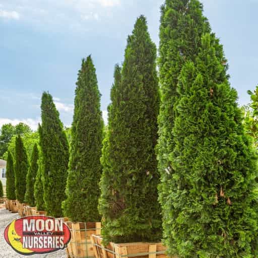 Green Giant Arborvitae in the nursery