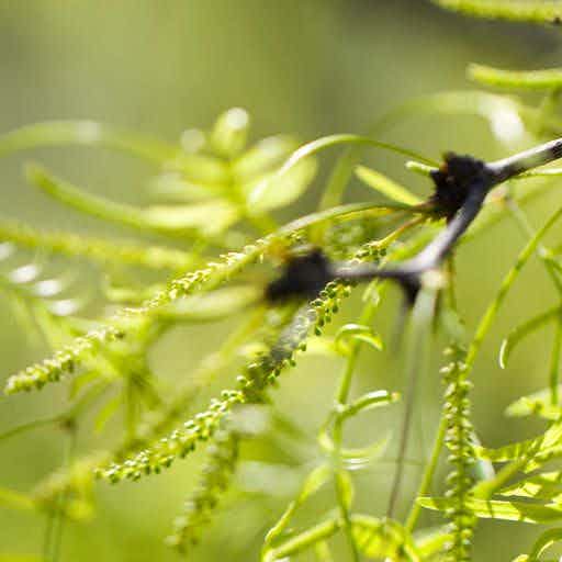 Close up image of a Honey Mesquite tree.