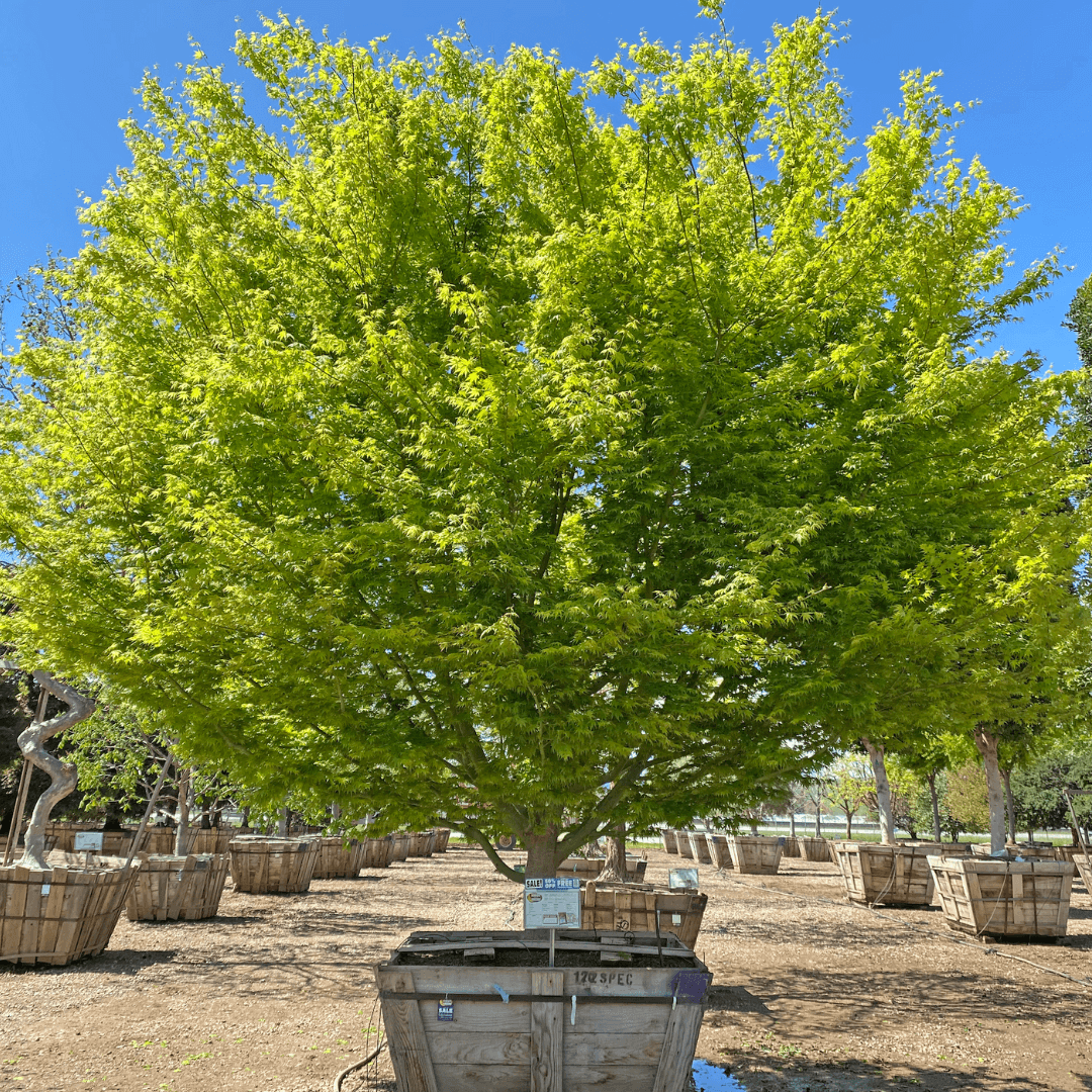 Japanese Maple Tree